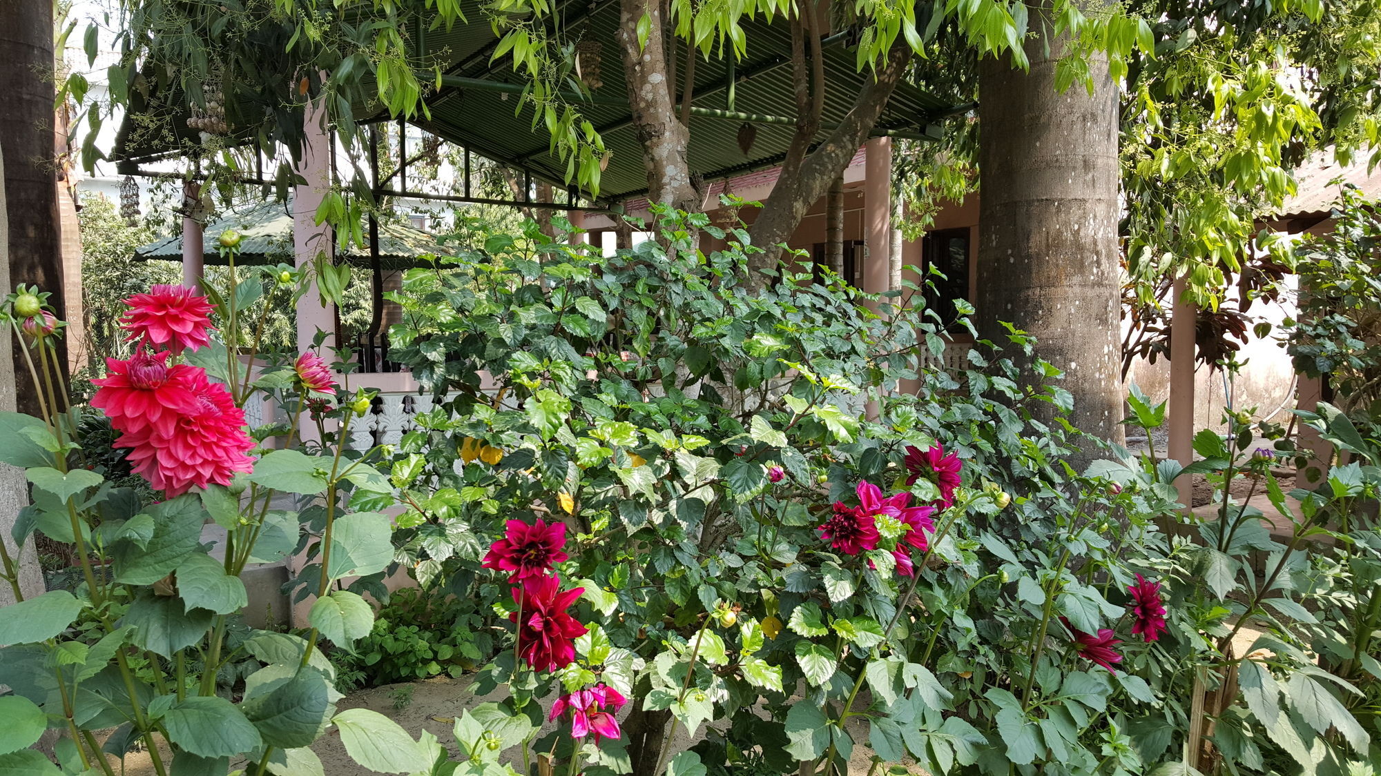Hotel Ama Garden Sauraha Exterior foto